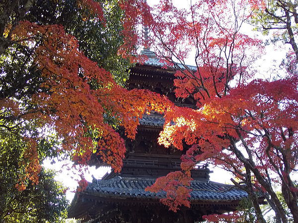 金戒光明寺 紅葉 2024 / 京都観光旅行ガイド