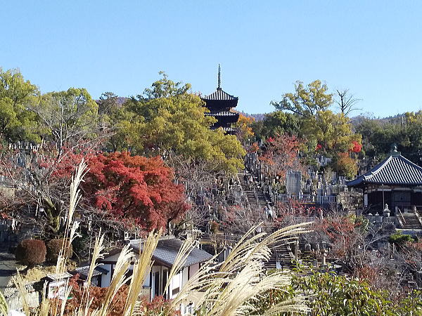 金戒光明寺 紅葉 2024 / 京都観光旅行ガイド