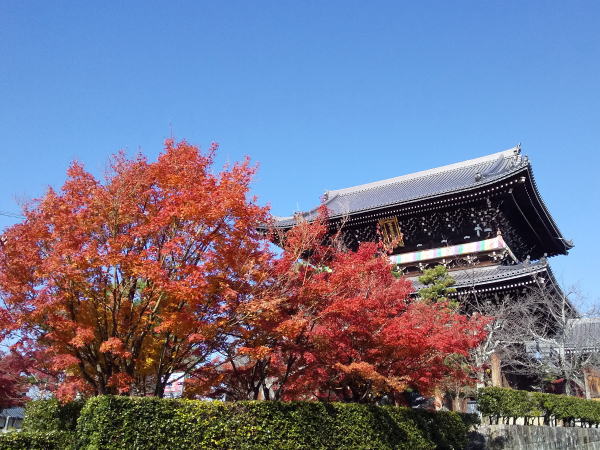 金戒光明寺 紅葉 2024 / 京都観光旅行ガイド