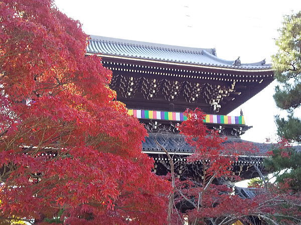 金戒光明寺 紅葉 2024 / 京都観光旅行ガイド