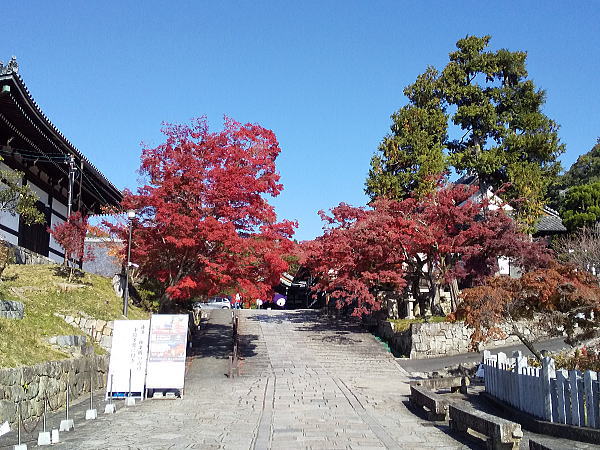 金戒光明寺 紅葉 2024 / 京都観光旅行ガイド