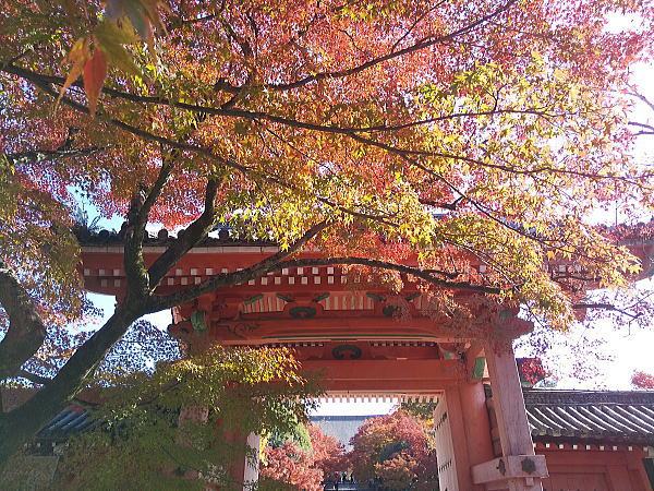 真如堂 紅葉 2024 / 京都観光旅行ガイド