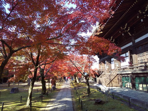 真如堂 紅葉 2024 / 京都観光旅行ガイド