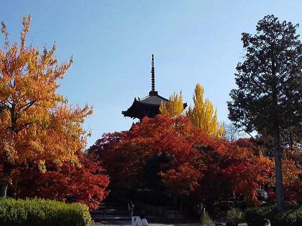 真如堂 紅葉 2024 / 京都観光旅行ガイド