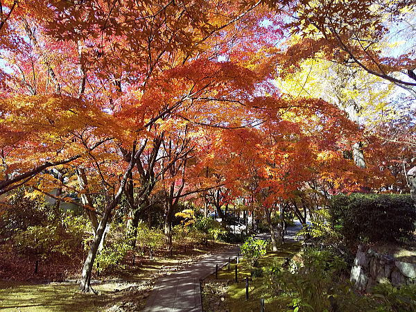 真如堂 紅葉 2024 / 京都観光旅行ガイド