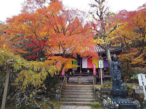 今熊野観音寺 紅葉 2024 / 京都観光旅行ガイド