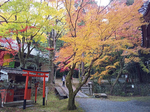 今熊野観音寺 紅葉 2024 / 京都観光旅行ガイド