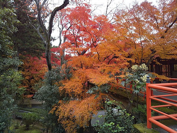 今熊野観音寺 紅葉 2024 / 京都観光旅行ガイド