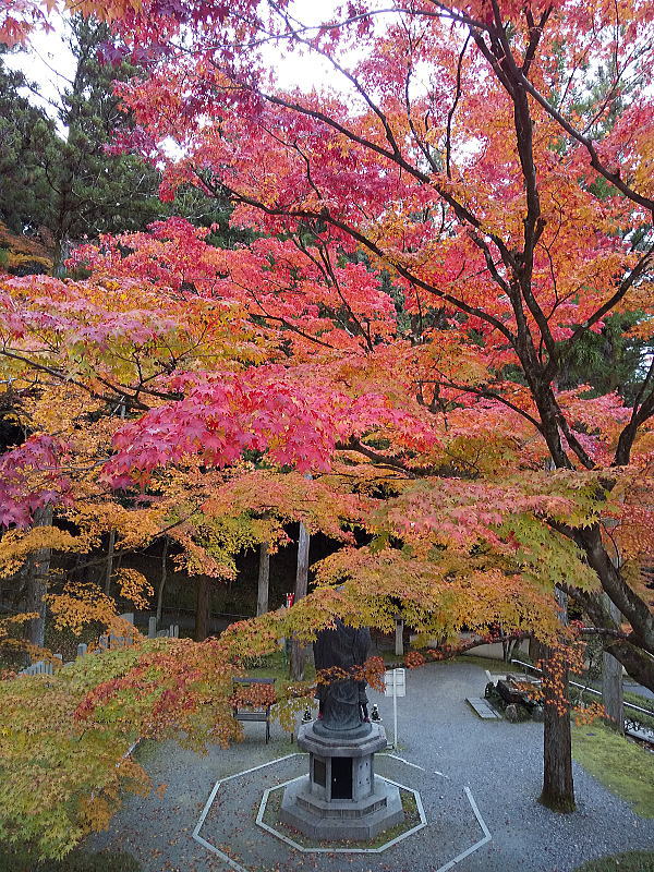 今熊野観音寺 紅葉 2024 / 京都観光旅行ガイド