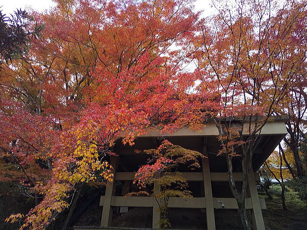 今熊野観音寺 紅葉 2024 / 京都観光旅行ガイド