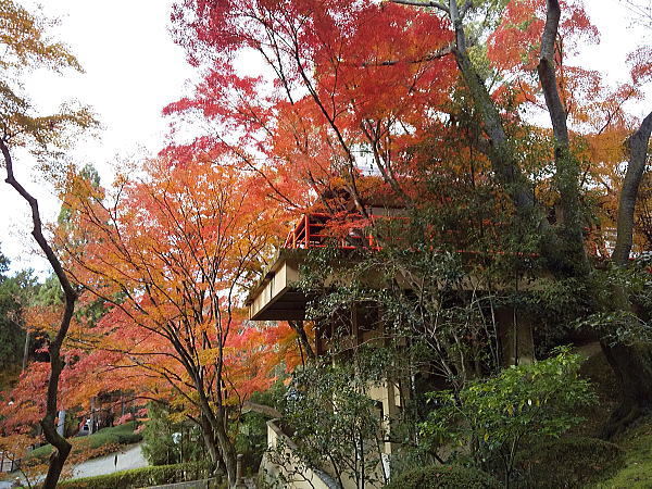 今熊野観音寺 紅葉 2024 / 京都観光旅行ガイド