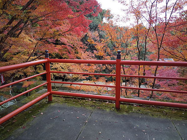 今熊野観音寺 紅葉 2024 / 京都観光旅行ガイド