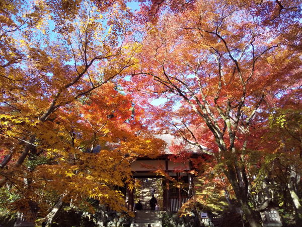 常寂光寺 紅葉 2024 / 京都観光旅行ガイド