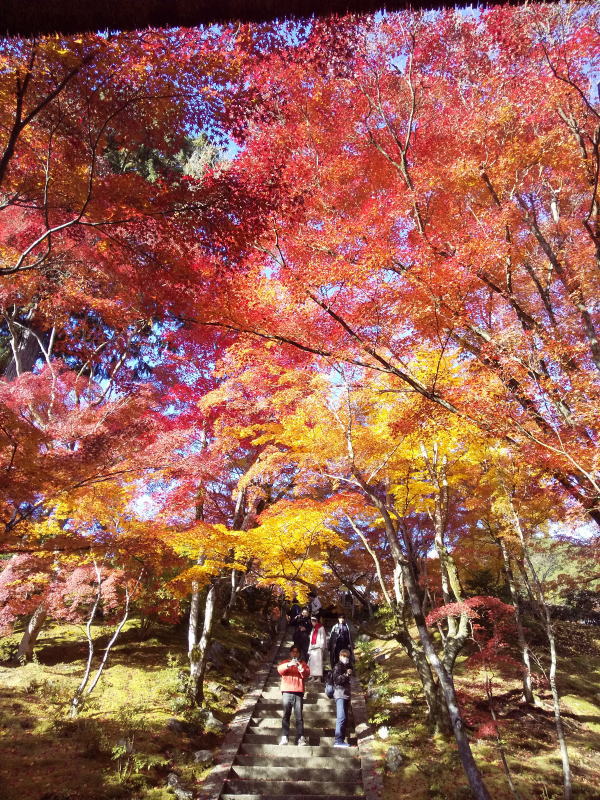 常寂光寺 紅葉 2024 / 京都観光旅行ガイド