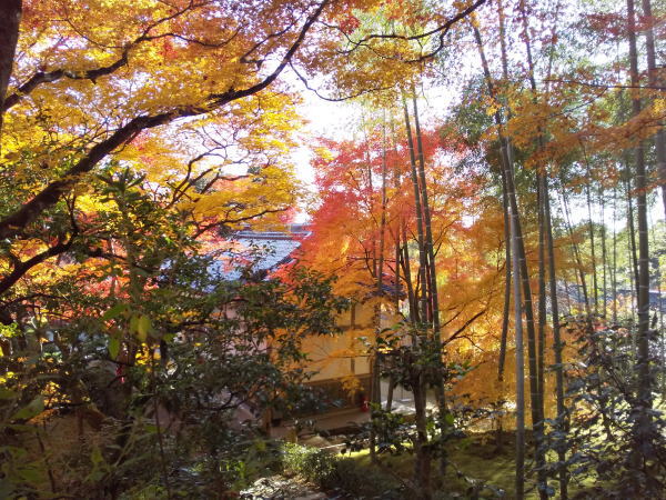 常寂光寺 紅葉 2024 / 京都観光旅行ガイド