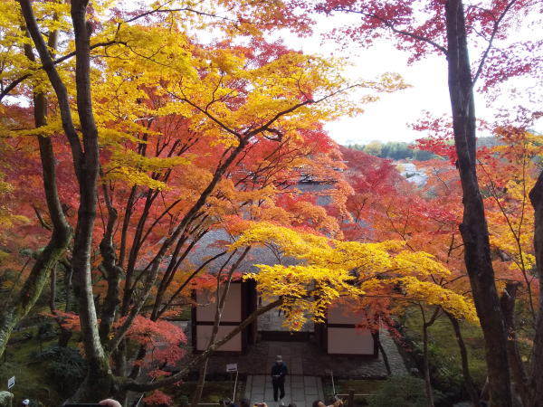 常寂光寺 紅葉 2024 / 京都観光旅行ガイド