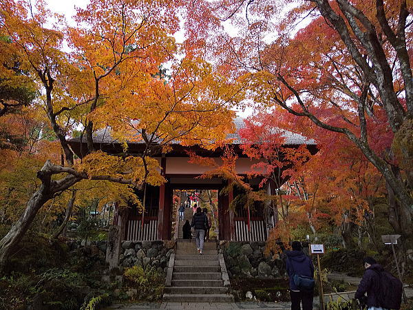 常寂光寺 紅葉 2024 / 京都観光旅行ガイド