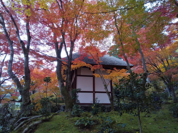 常寂光寺 紅葉 2024 / 京都観光旅行ガイド