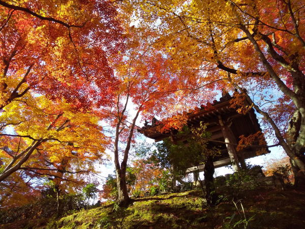 常寂光寺 紅葉 2024 / 京都観光旅行ガイド