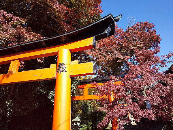 竹中稲荷神社 紅葉 2024 / 京都観光旅行ガイド