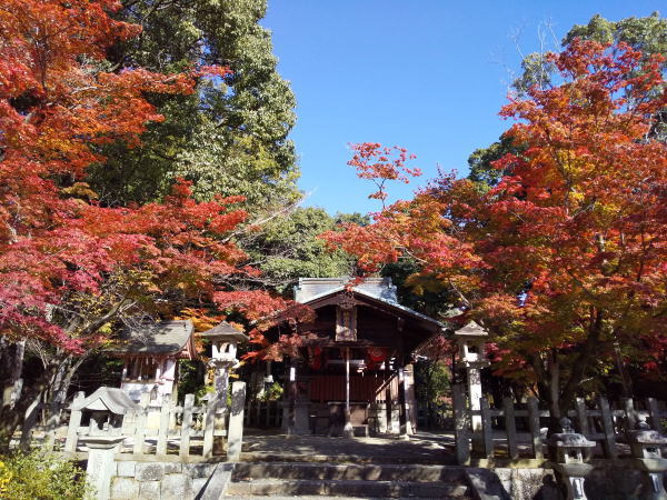 竹中稲荷神社 紅葉 2024 / 京都観光旅行ガイド