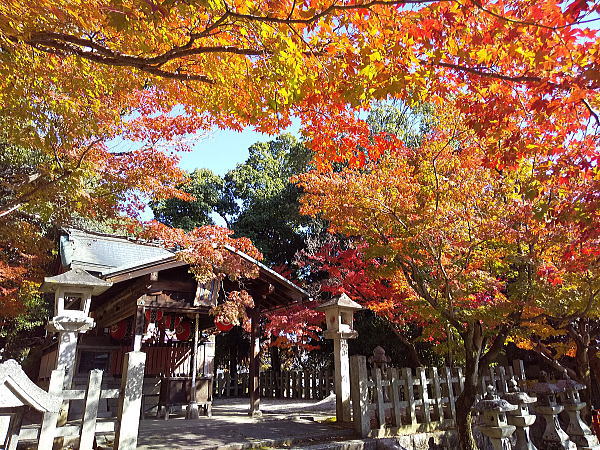 竹中稲荷神社 紅葉 2024 / 京都観光旅行ガイド