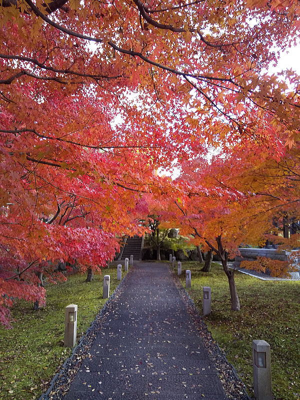 智積院 紅葉 2024 / 京都観光旅行ガイド