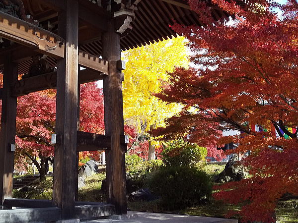 智積院 紅葉 2024 / 京都観光旅行ガイド