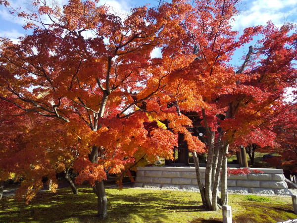 智積院 紅葉 2024 / 京都観光旅行ガイド