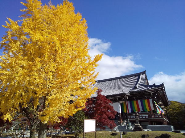 智積院 紅葉 2024 / 京都観光旅行ガイド