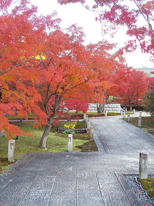 智積院 紅葉 2024 / 京都観光旅行ガイド