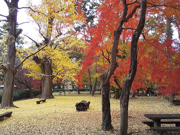 母と子の森 / 京都観光旅行ガイド