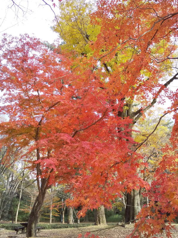 母と子の森 / 京都観光旅行ガイド