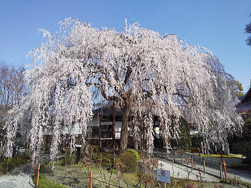 本満寺 枝垂桜 / 京都観光旅行ガイド