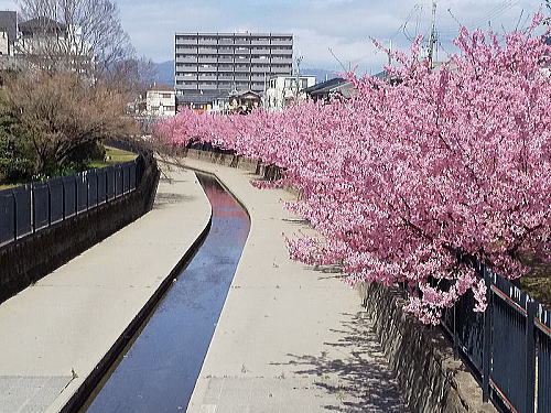 淀の河津桜 / 京都観光旅行ガイド