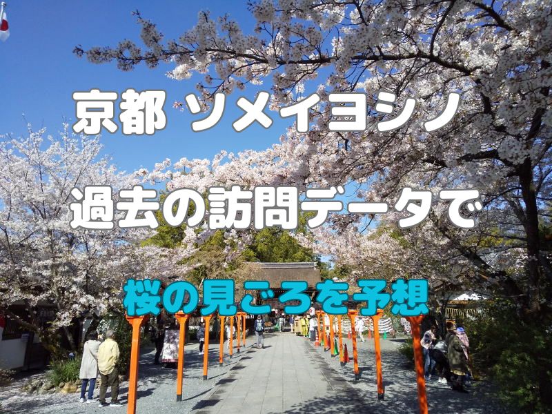 京都 ソメイヨシノ 見頃予想 / 京都観光旅行ガイド