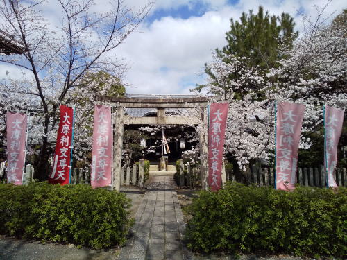 本法寺 桜 / 京都観光旅行ガイド