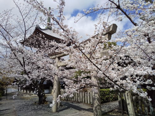 本法寺 桜 / 京都観光旅行ガイド