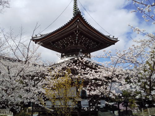 本法寺 桜 / 京都観光旅行ガイド