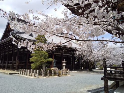 本法寺 桜 / 京都観光旅行ガイド