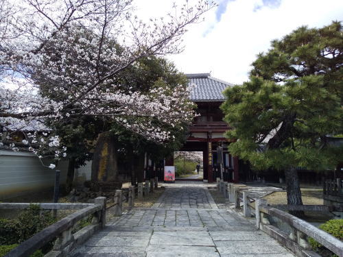 本法寺 桜 / 京都観光旅行ガイド