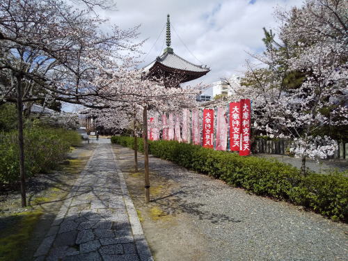 本法寺 桜 / 京都観光旅行ガイド