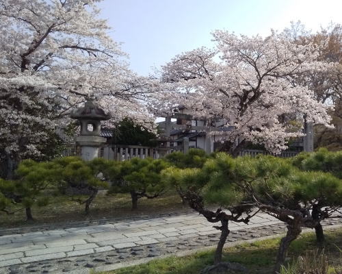 吒枳尼天・真如堂 桜 / 京都観光旅行ガイド
