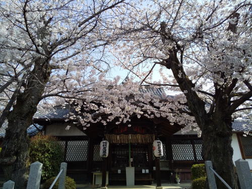 吒枳尼天・真如堂 桜 / 京都観光旅行ガイド