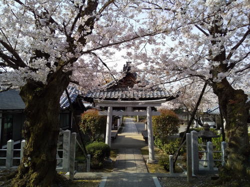 吒枳尼天・真如堂 桜 / 京都観光旅行ガイド