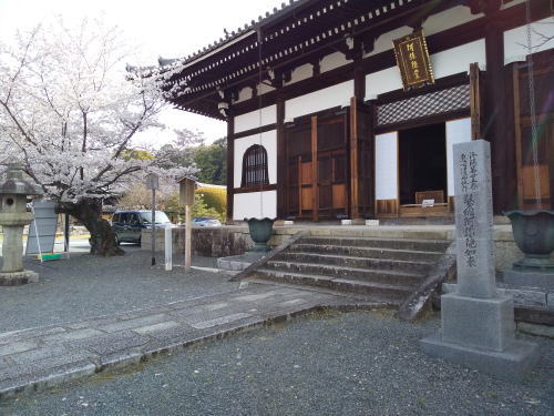 金戒光明寺 桜 / 京都観光旅行ガイド