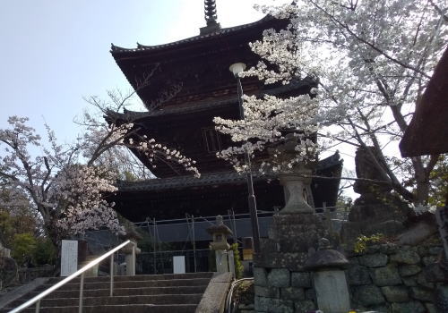 金戒光明寺 桜 / 京都観光旅行ガイド