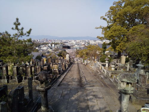 金戒光明寺 桜 / 京都観光旅行ガイド
