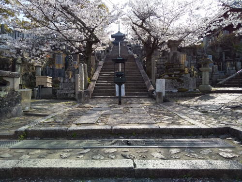 金戒光明寺 桜 / 京都観光旅行ガイド