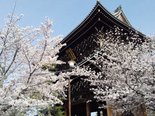 金戒光明寺 桜 / 京都観光旅行ガイド